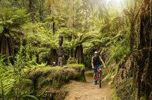 Discover hidden gems of Whakarewarewa Forest on a cycling tour Discover hidden gems of Whakarewarewa Forest on a cycling tour